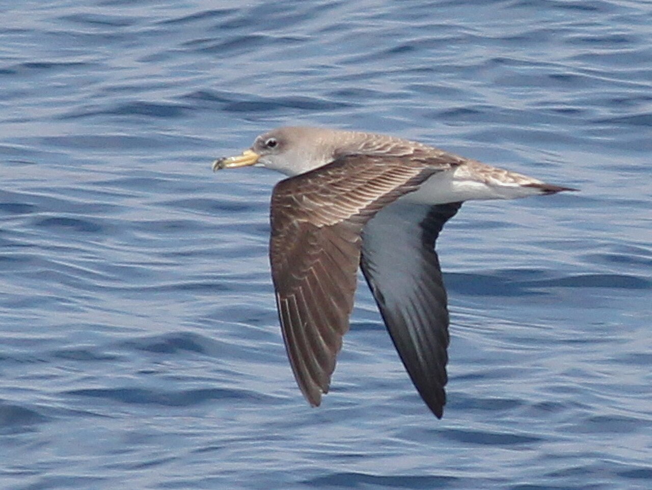 Cory's Shearwater reference