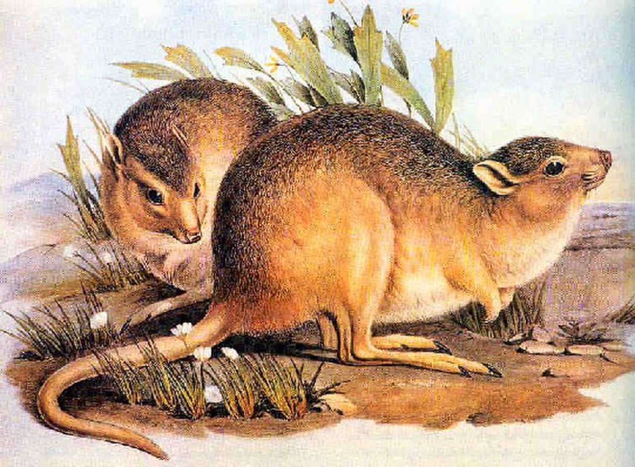 Desert Rat-kangaroo reference