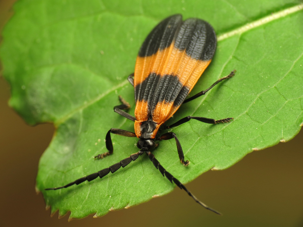 Reticulated Net-winged Beetle reference