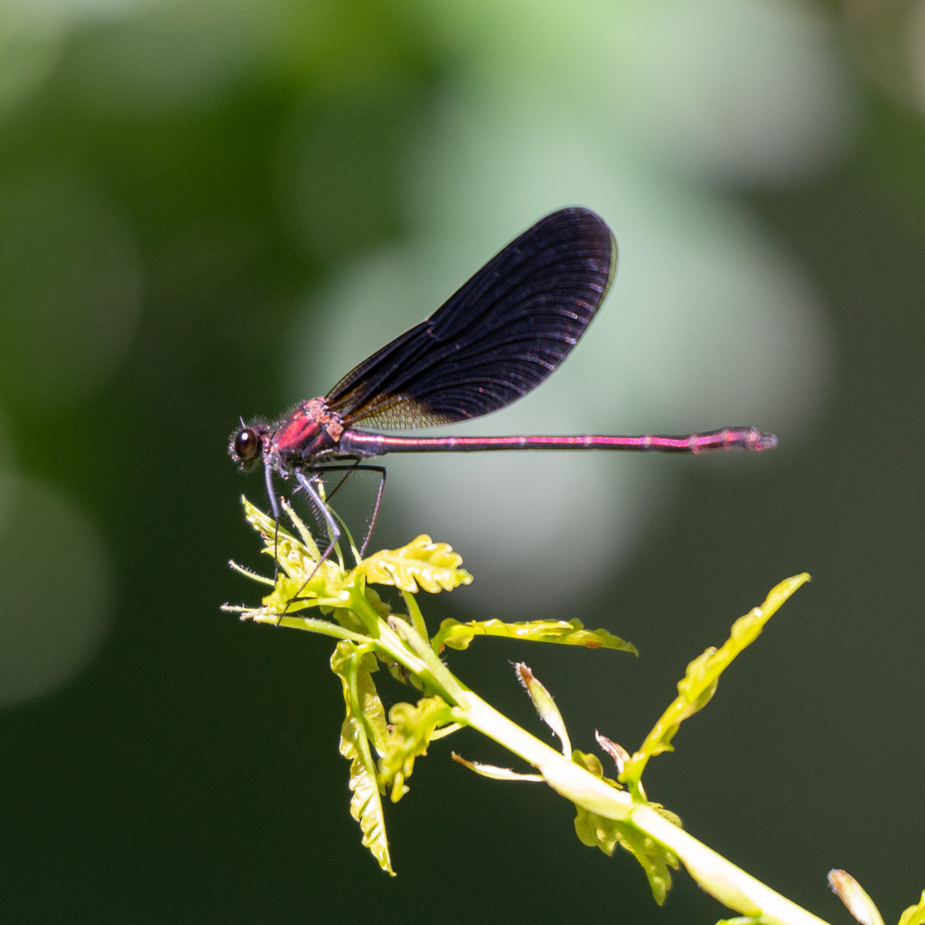 Copper Demoiselle reference