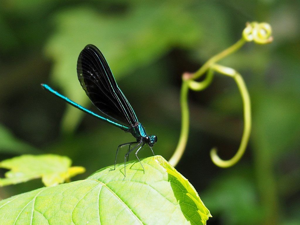 Ebony Jewelwing reference