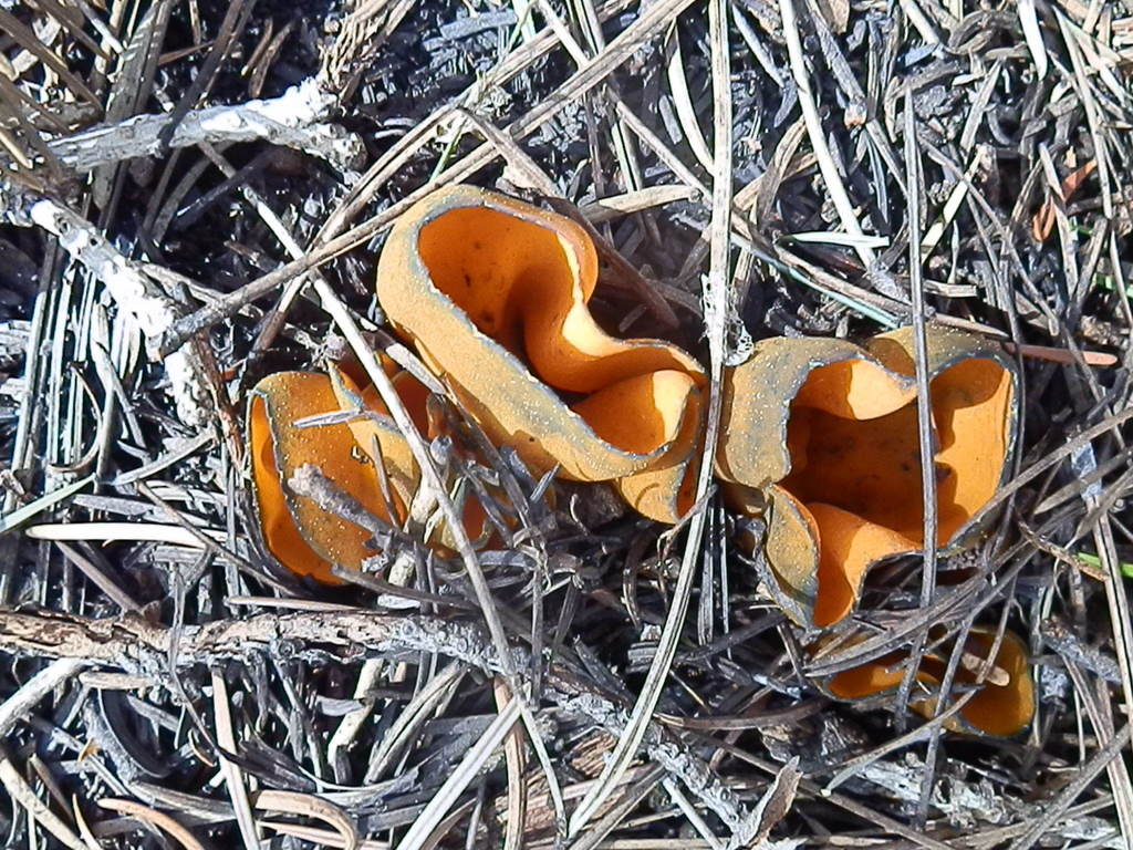 Snowbank Orange Cup reference