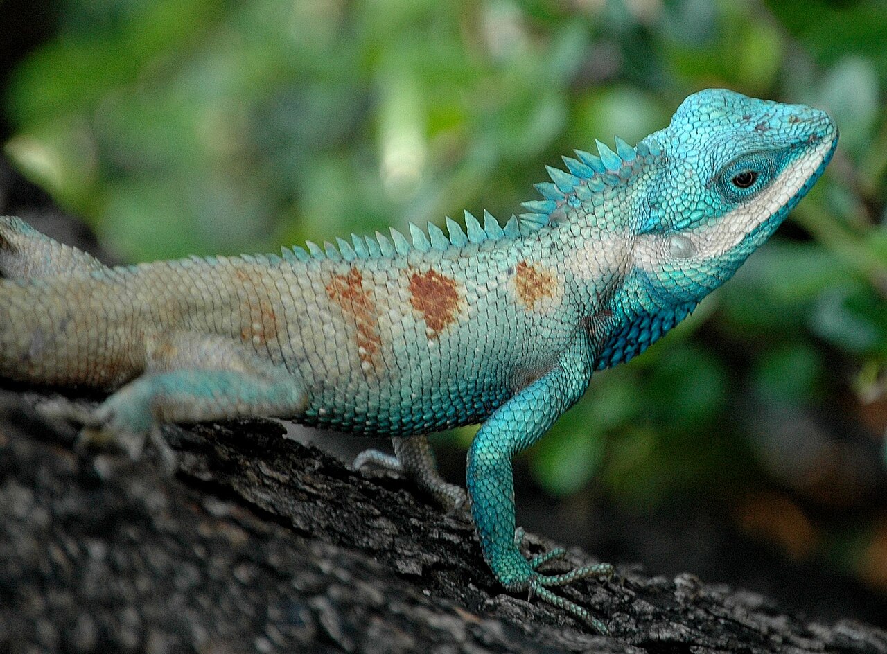 Garden Lizard reference
