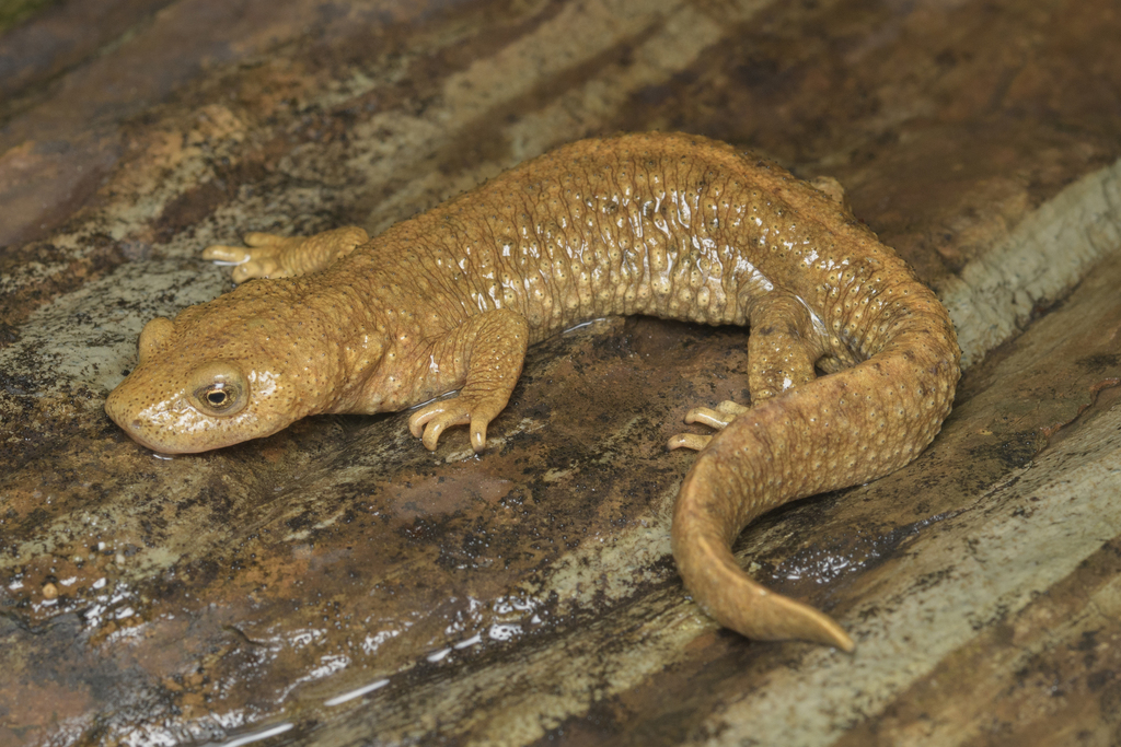 Pyrenean Brook Salamander reference