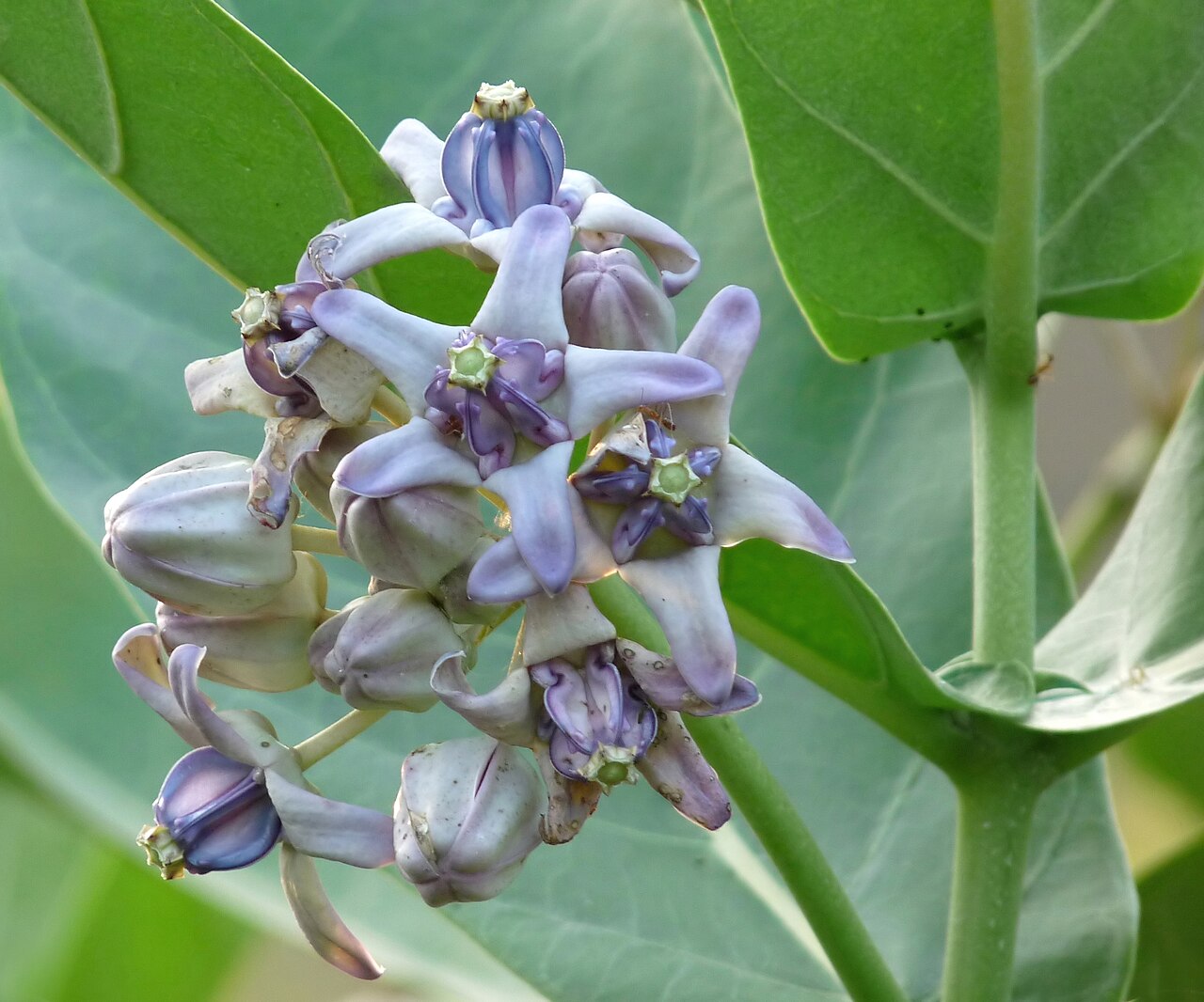 Calotropis gigantea reference