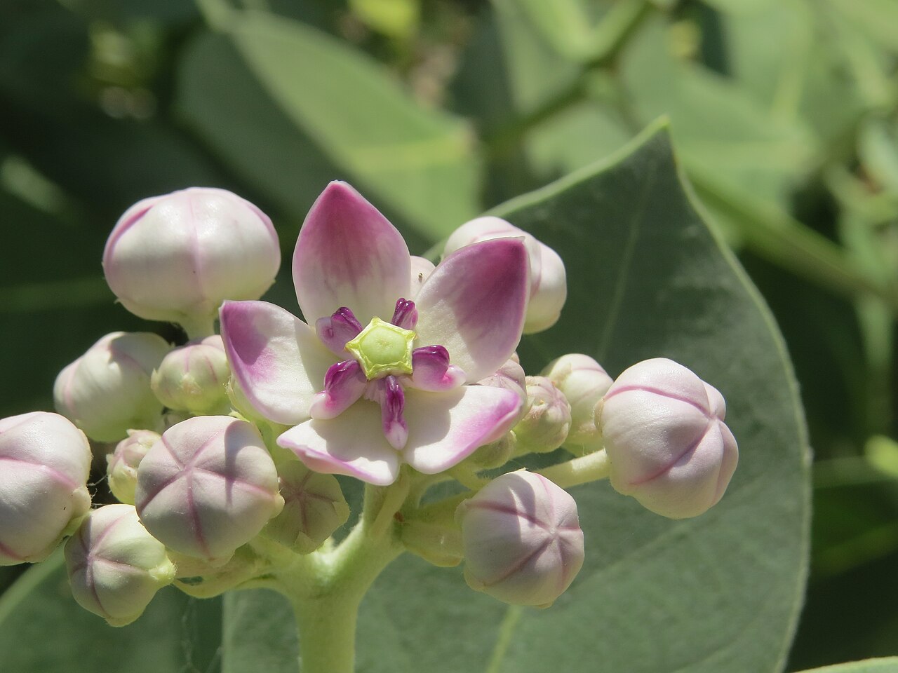 giant milkweed reference
