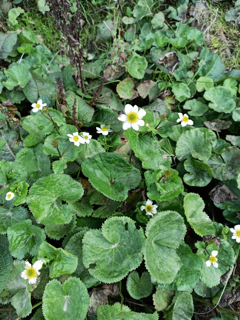 White Marsh Marigold reference