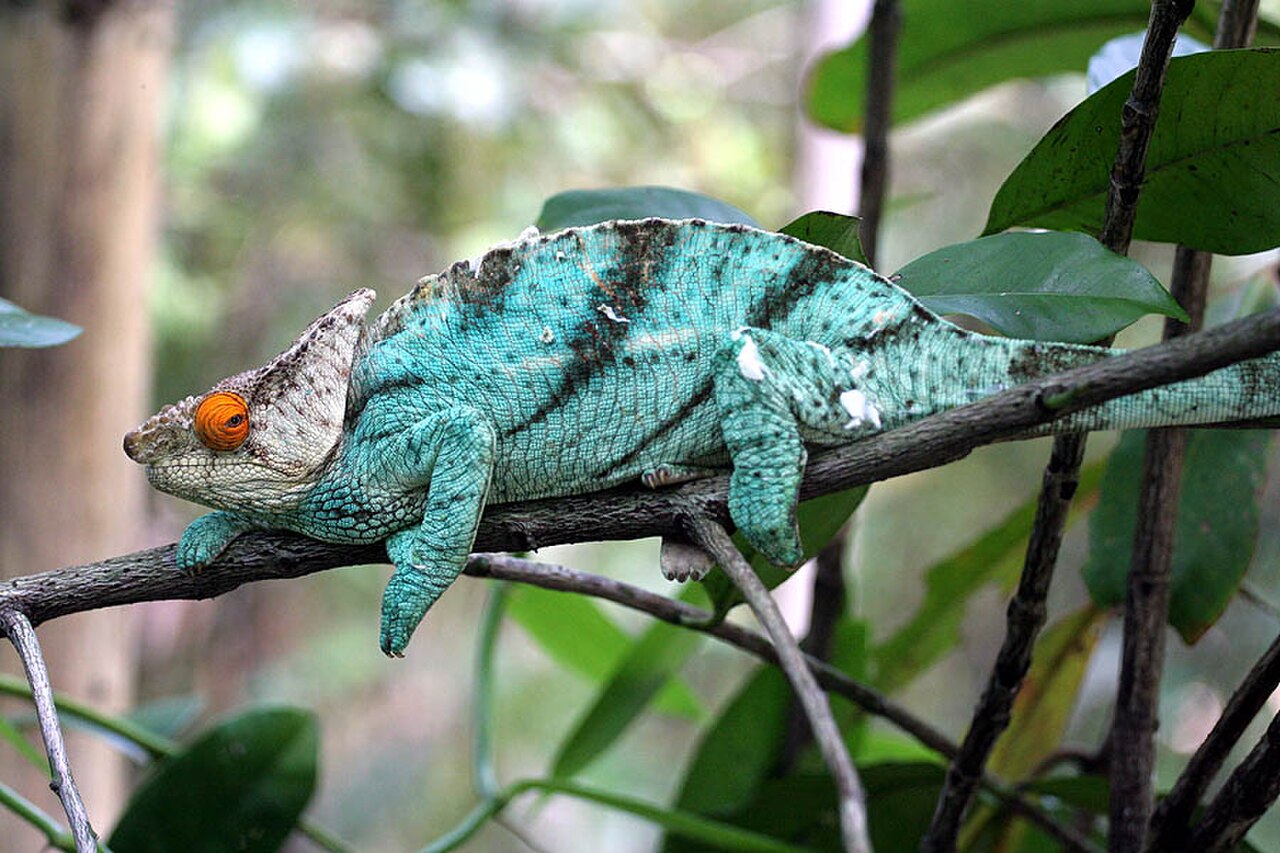 Parson's Chameleon reference