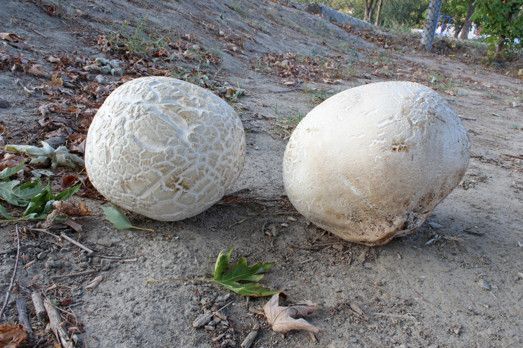 Western Giant Puffball reference