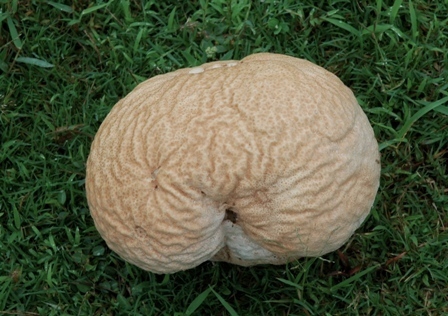 Brain puffball reference