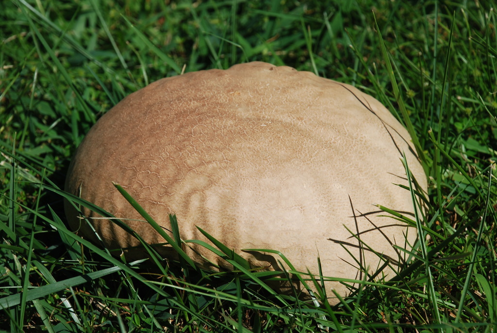 Purple-spored Puffball reference