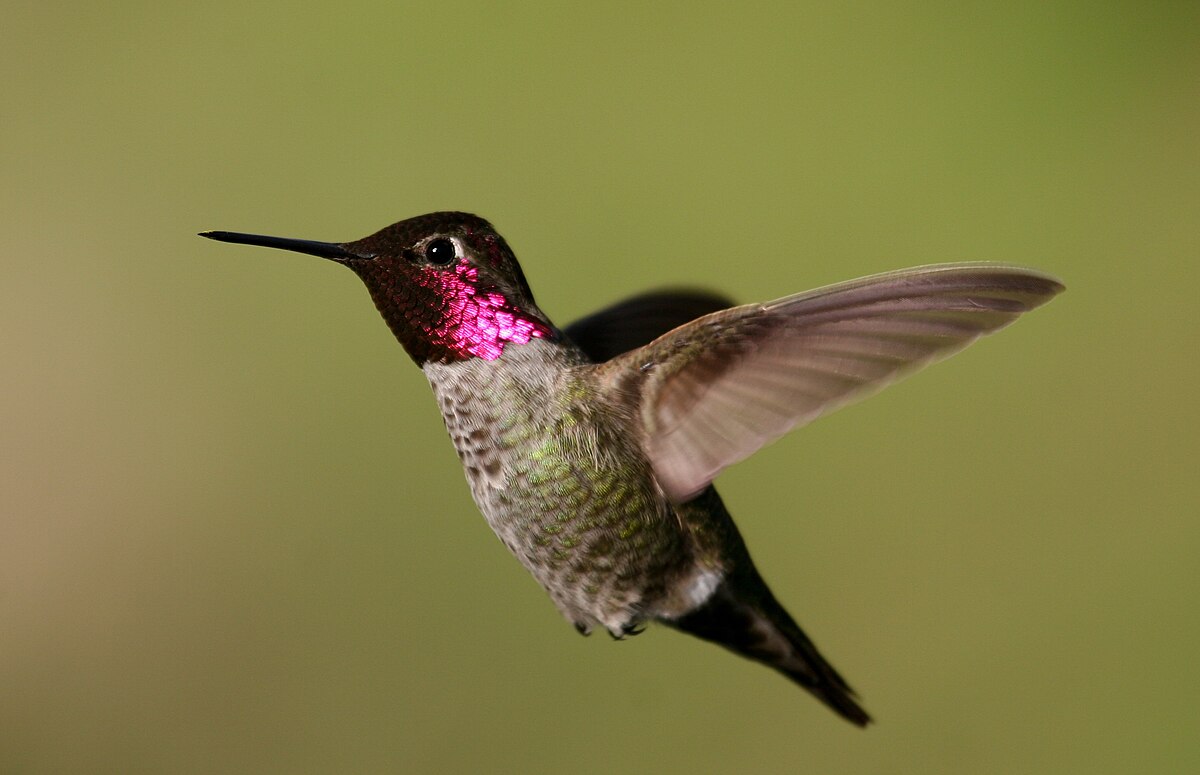 Anna's Hummingbird reference