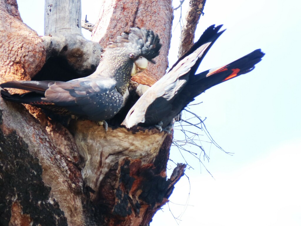 Calyptorhynchus banksii naso reference