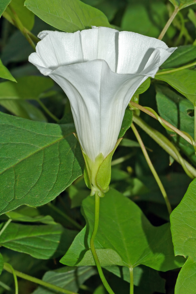 Hedge Bindweed reference