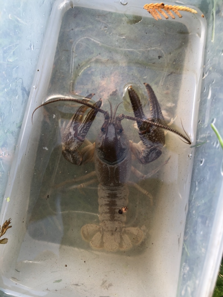 Spiny Hill Crayfish reference