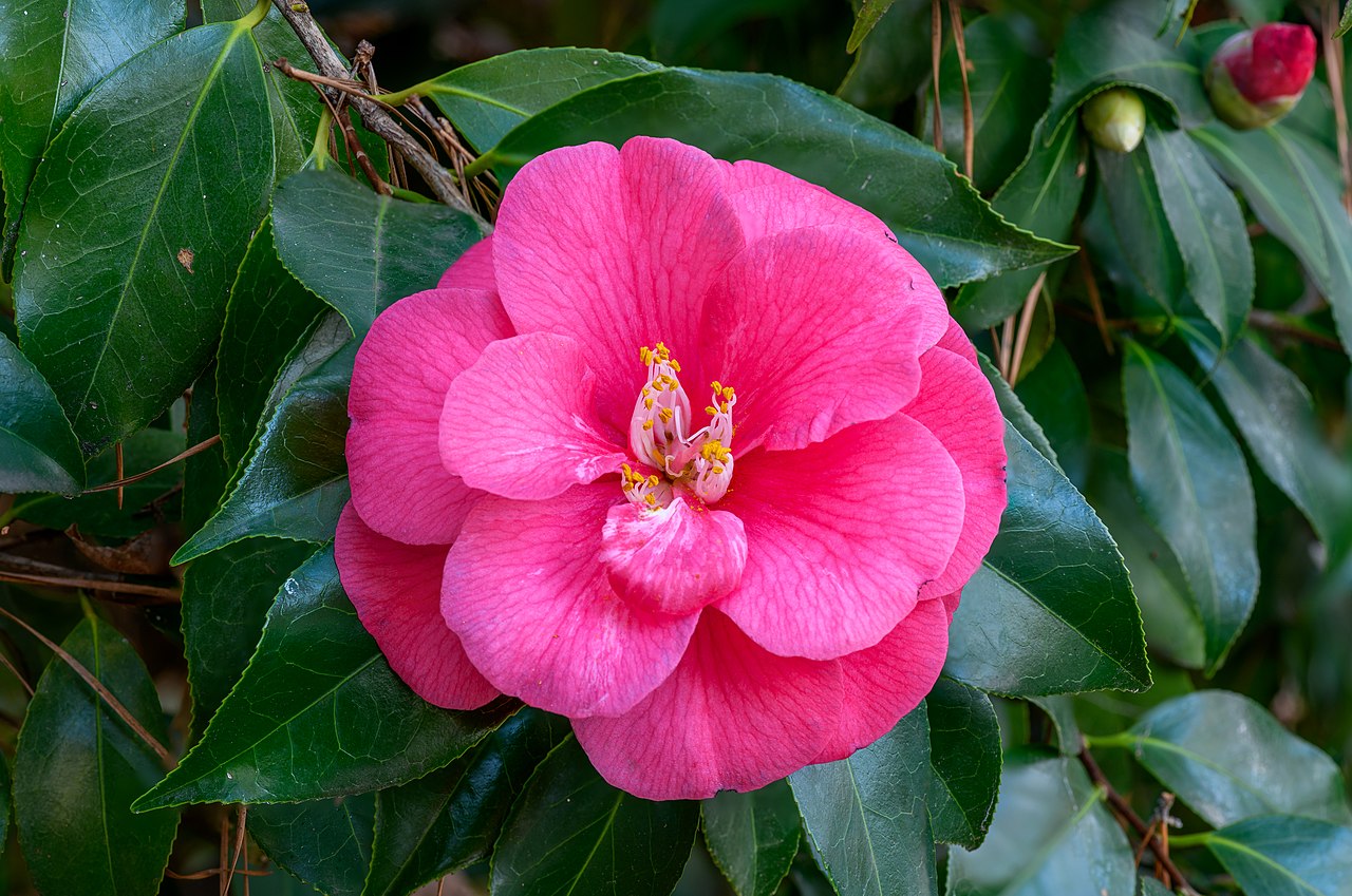 Japanese camellia reference