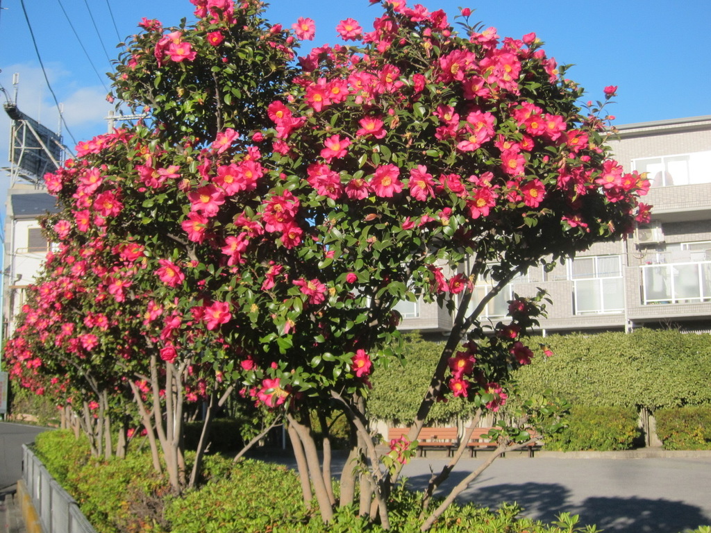 Sasanqua Camellia reference