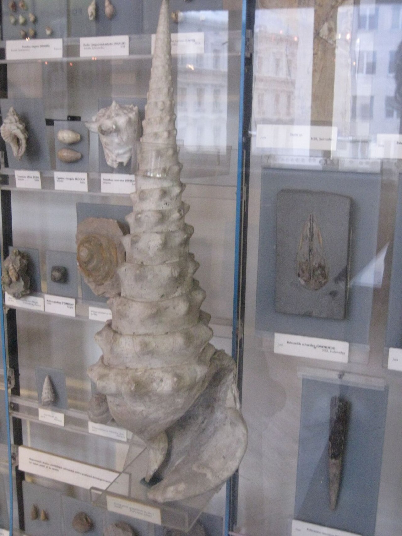 Campanile giganteum reference