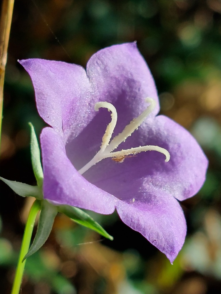 Peach-leaved Bellflower reference