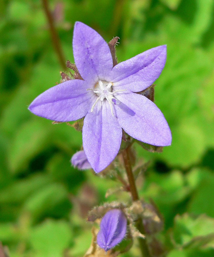 Trailing Bellflower reference