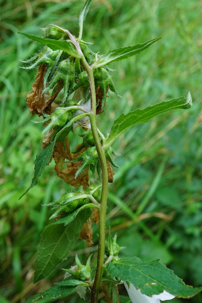 Nettle-leaved Bellflower reference