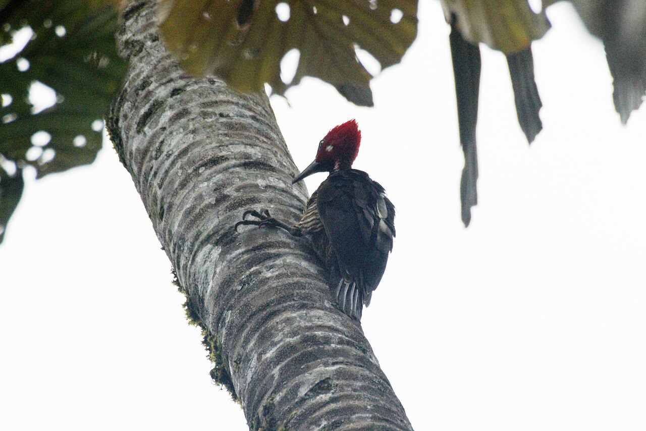 Guayaquil Woodpecker reference