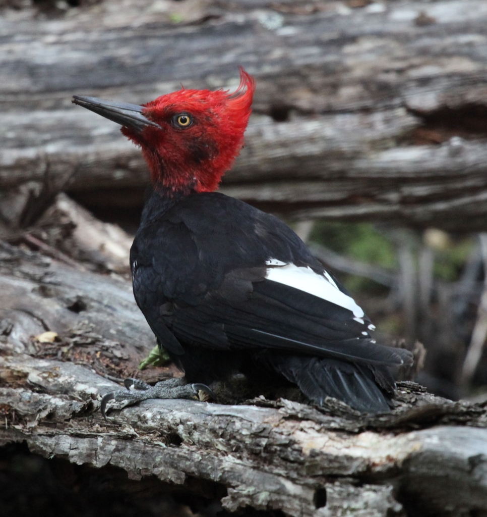 Magellanic Woodpecker reference