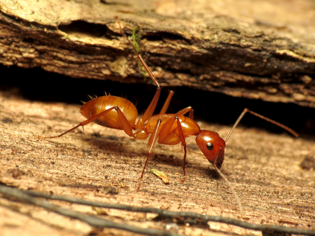 Chestnut Carpenter Ant reference