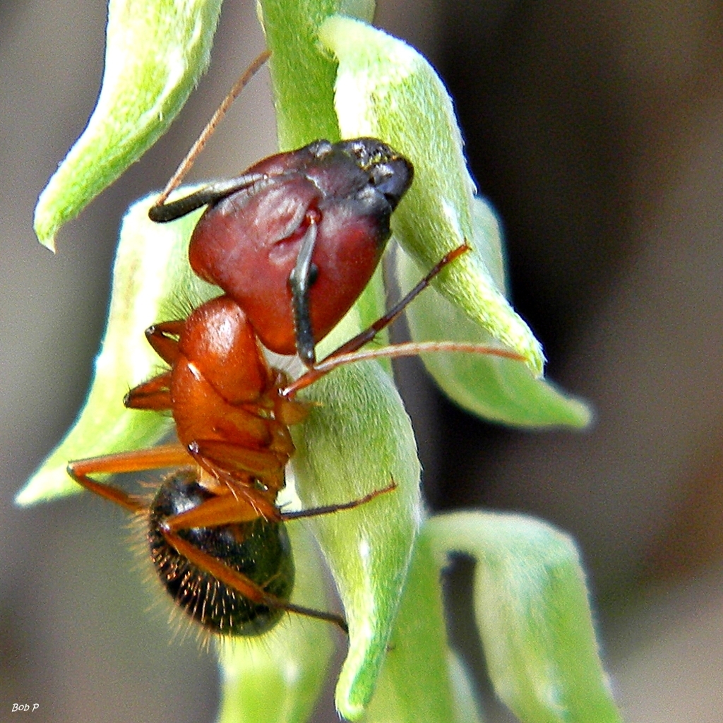 Florida Carpenter Ant reference