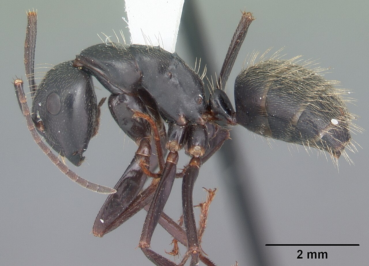 Eastern Black Carpenter Ant reference