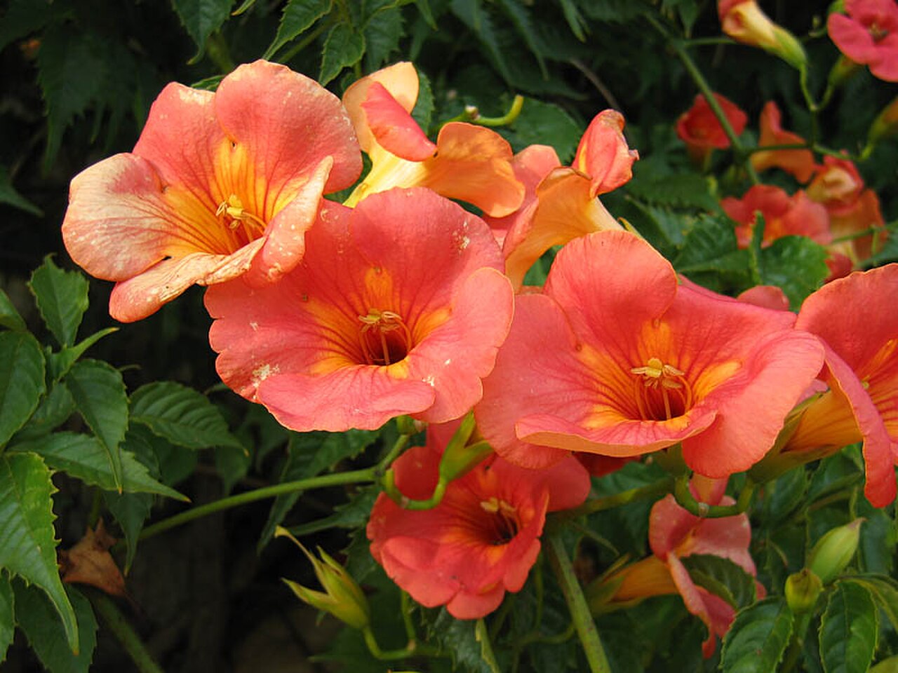 Chinese Trumpet Vine reference