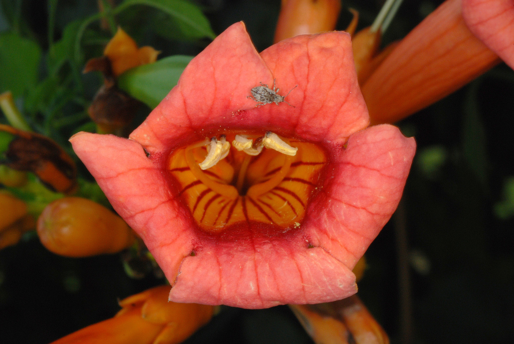 American Trumpet Vine reference