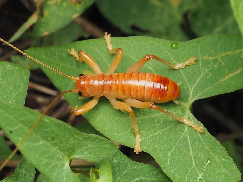 Carolina Leafroller Cricket reference