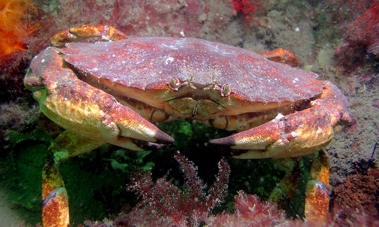 Red Rock Crab reference