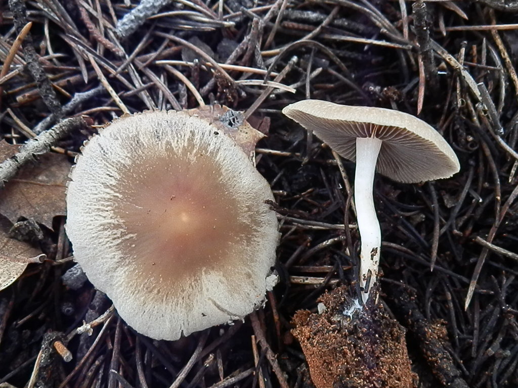 Pale Brittlestem reference