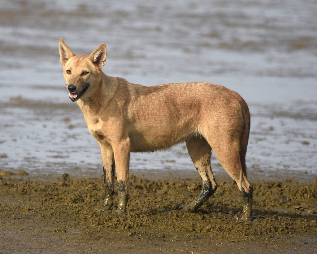 Domestic Dog reference