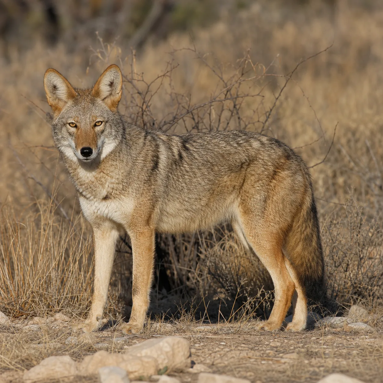 Mexican Coyote reference