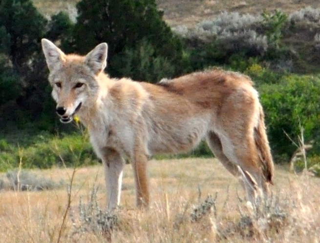 Canis latrans latrans reference