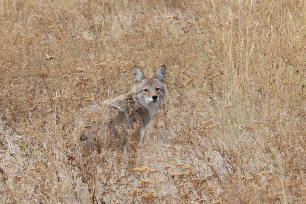 Mountain Coyote reference