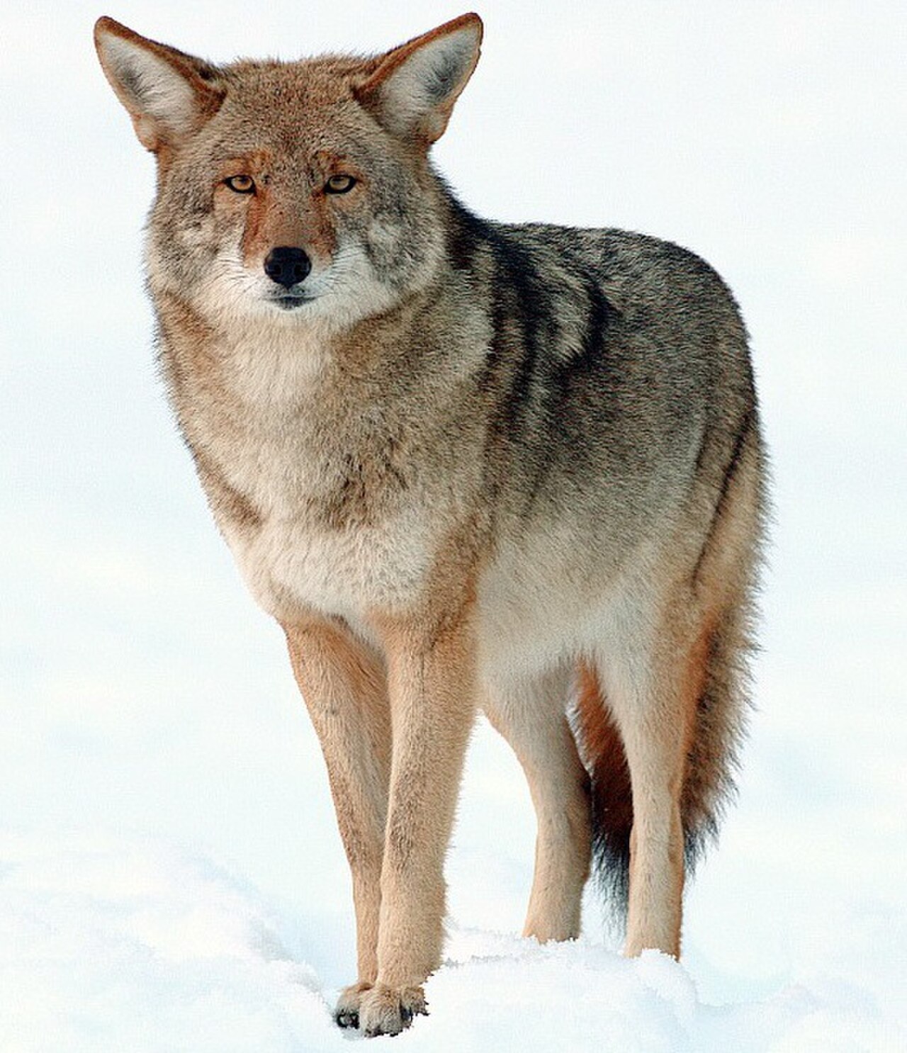 Coyote reference