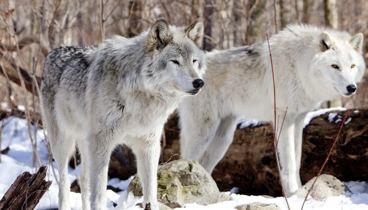 Tundra Wolf reference