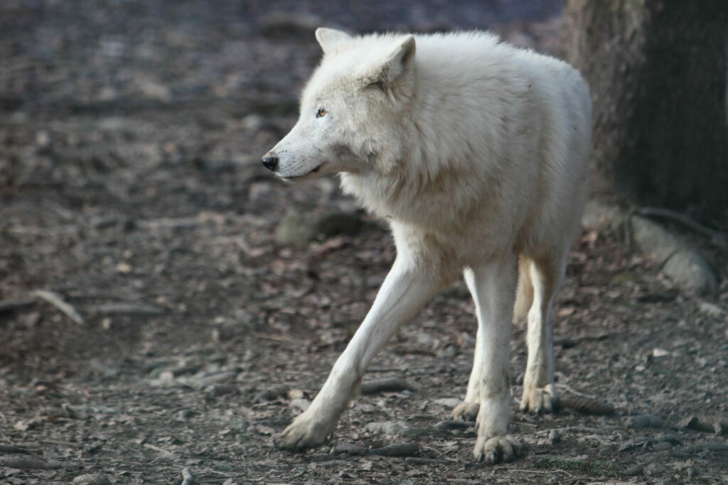 Arctic Wolf reference