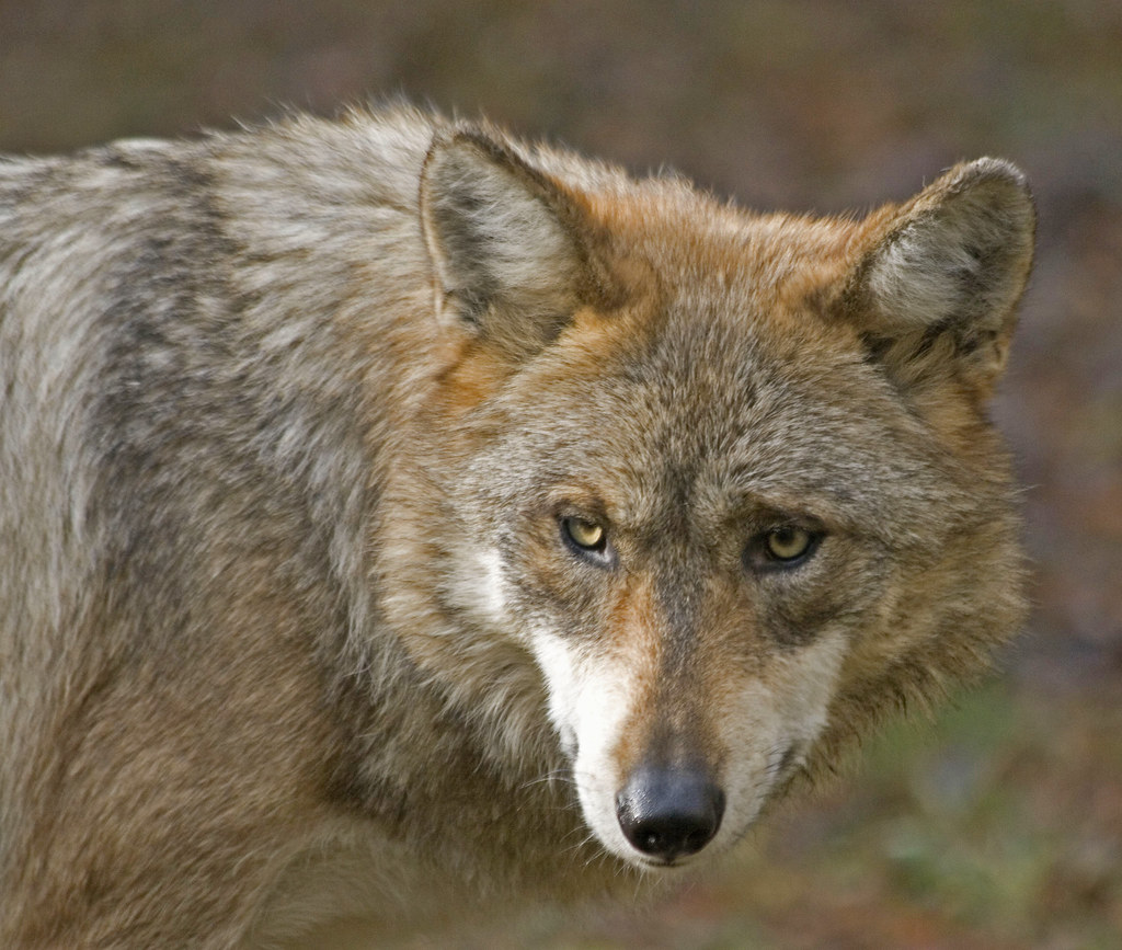 Mexican Wolf reference