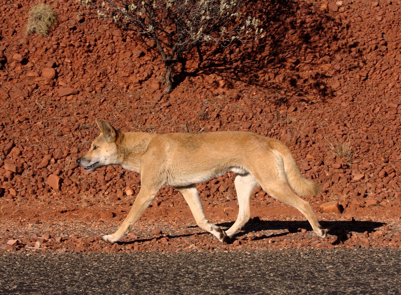 Dingo reference