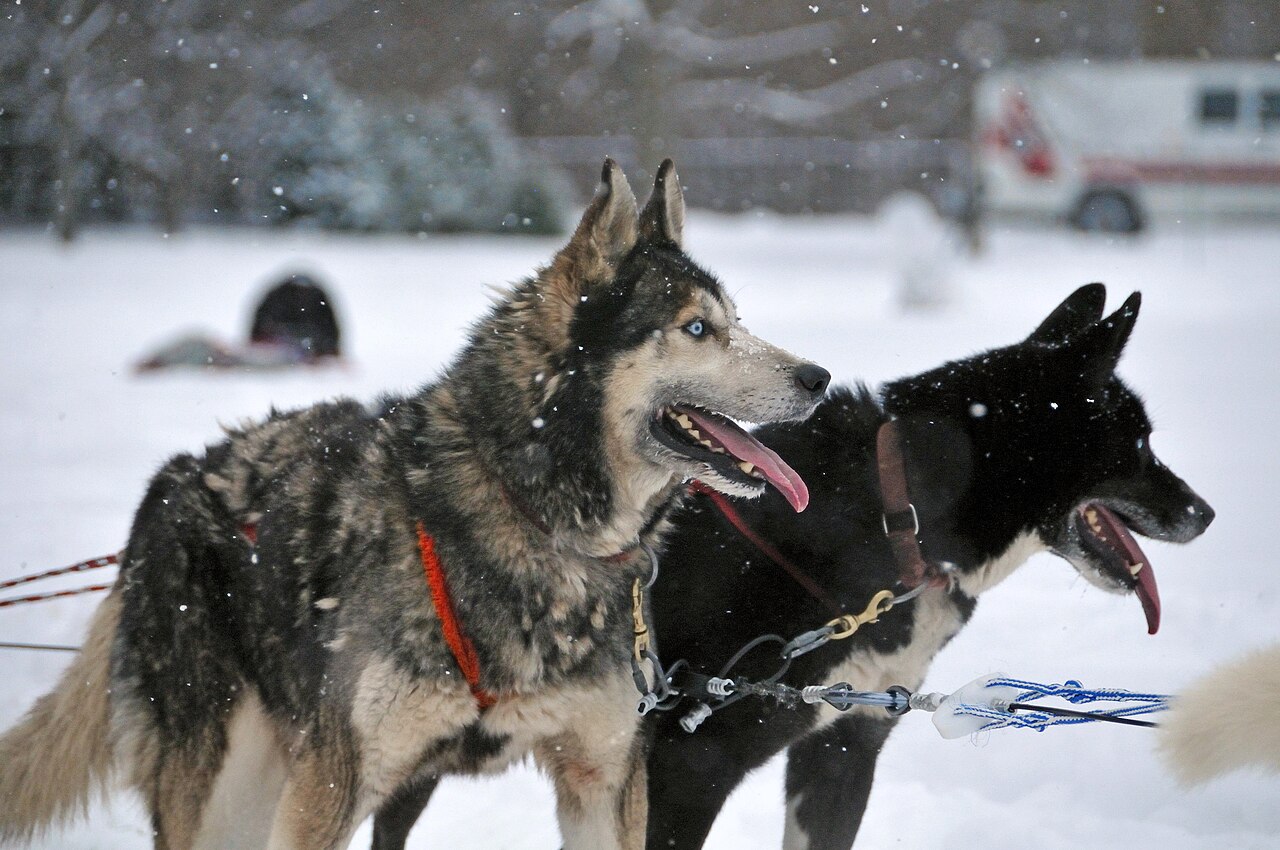 Canis lupus familiaris reference