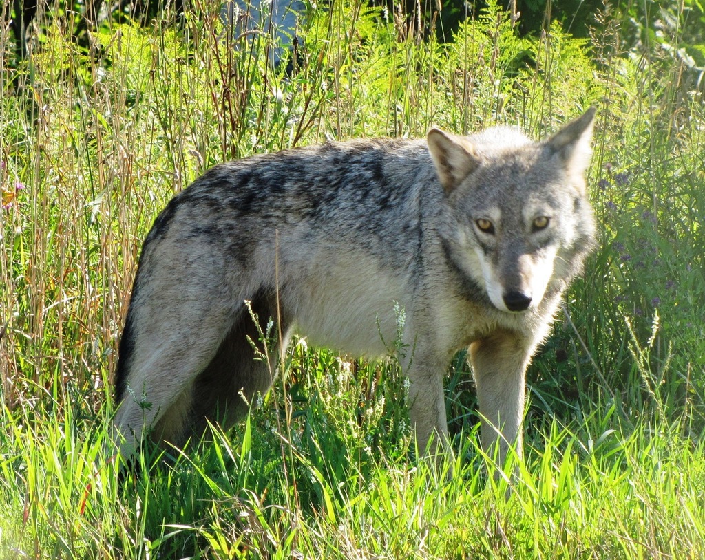 Great Plains Wolf reference