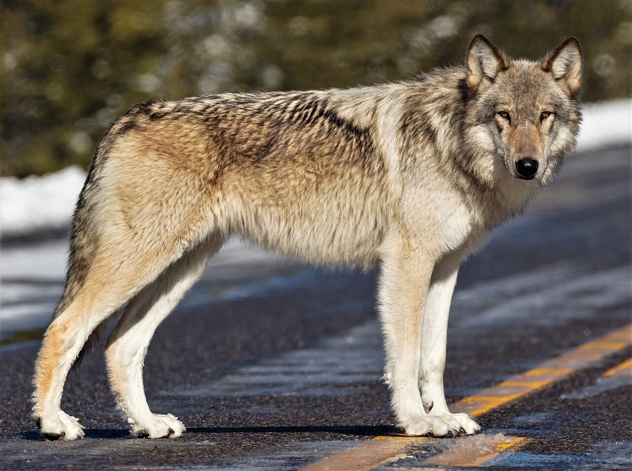 Northwestern Wolf reference