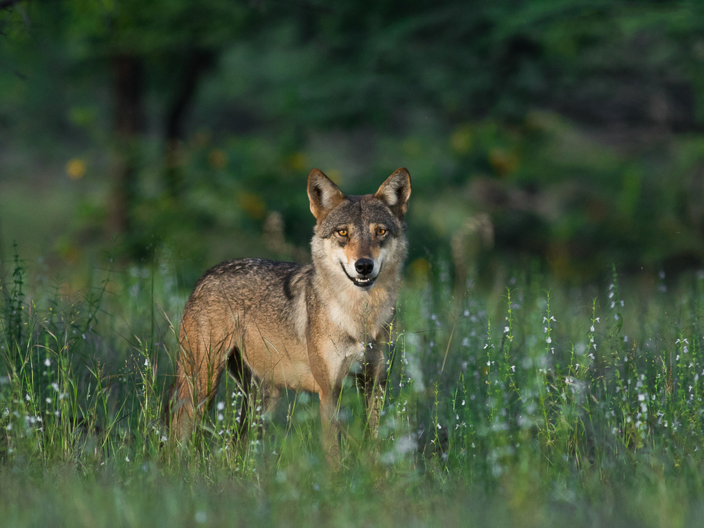 Indian Wolf reference