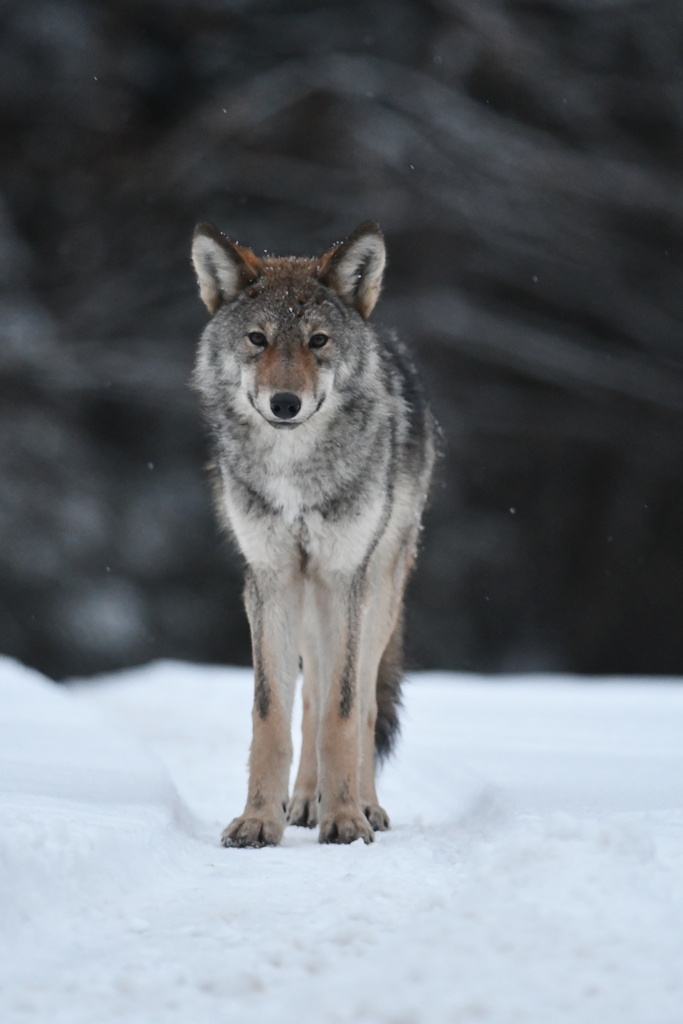Eastern Wolf reference