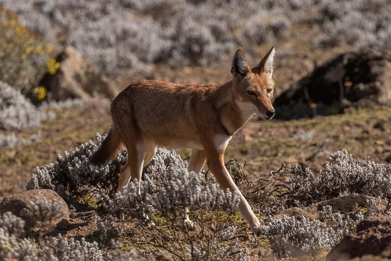 Ethiopian Wolf reference
